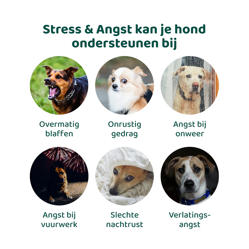 Productafbeelding 7